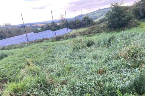 Our Green Story 2 Reed beds at Dartmouth Hotel
