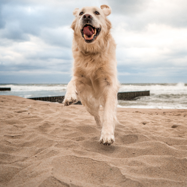 dog friendly hotels Devon