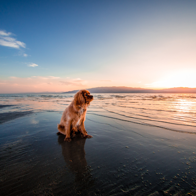 dog friendly hotels Devon